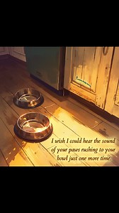 56K views · 2.9K reactions | I wish  -------------- #rainbowbridge | #petslover | #pets | #photography | #art | #watercolor | #painting | #quotes | #love | #cat | #dog | #picoftheday | #picture | #photochallenge | #sky | Rainbow Bridge Society | Facebook