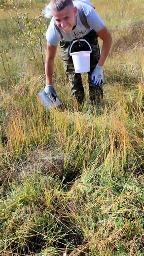 Berry Picking Tips in a Natural Outdoor Setting