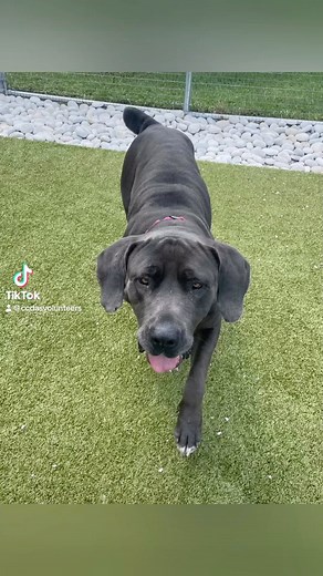 CALI #A282221 ♥️ is a very sweet and loving #Daniff #GreatDane #EnglishMastiff looking for a good home. This #biggirl looks like she was used for breeding and likely lived outside. She’s grateful for every human interaction and happily greets other dogs with a wagging nub of a tail. She deserves better than her past. #adopt www.collierpets.com (Naples, FL) | Collier DAS Dogs -by volunteers