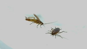 Cockroach Courtship and Mating: Sugar Aversion Hampers Cockroach Coupling