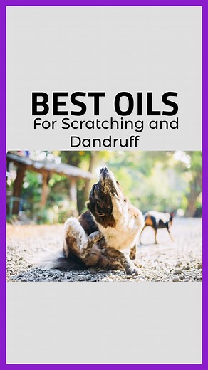 What oils can help with excessive scratching and dandruff? #dog #scratching | Essential Oil Vet - Janet Roark, DVM
