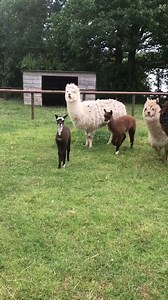 😍😍😍😍 Another new addition to Mini Meadows Farm, this beautiful baby alpaca just hours old. 😍😍😍😍 | Mini Meadows Farm