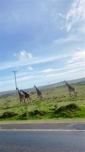 Guys, I can’t wait 😜 Today I meet #Giraffe when I was going to youth meeting— Giraffe are so amazing animals with a long neck— Although his long neck, he can’t graze short glasses 🤓 #environment #animal | Severin Muzorewa Wachewaseme
