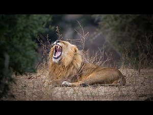 Watch lions vs Hyenas in the wild of Africa