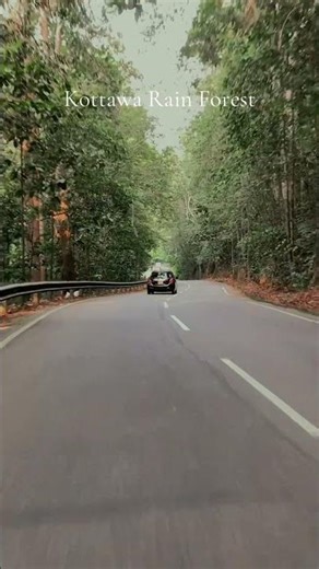 Kottawa rain forest 🌧️ #shorts #galle