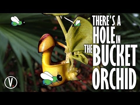 There's A Hole In The Bucket Orchid