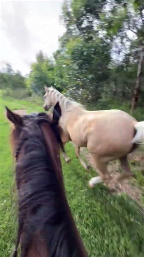 golden light sport horse sounds aggressively today🔥🔥 #horsetrack #horseracing #animals #horsesports