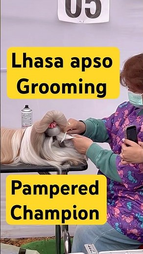 Cutest Champion Lhasa Apso Gets Royal Grooming 👑🐶 | Pre-Show Pampering