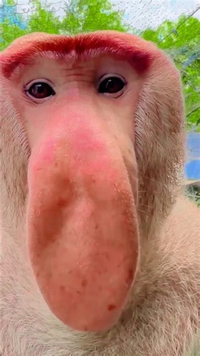 Proboscis Monkey Make Funny Noises