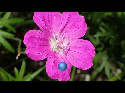 Cohérence Cardiaque - Mes fleurs sauvages