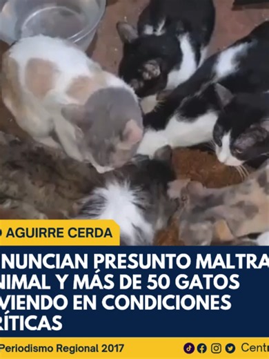 Vecinos de la población La Victoria, en la comuna de Pedro Aguirre Cerda, denuncian una preocupante situación de bienestar animal. Según relatan residentes del sector, en una vivienda habría más de 50 gatos viviendo en condiciones precarias, con escaso acceso a alimento y agua. Además, los vecinos señalan que los propietarios presentarían un presunto mal de Diógenes, situación que deberá ser evaluada por los organismos competentes. La acumulación de animales ha provocado malos olores, ruidos con