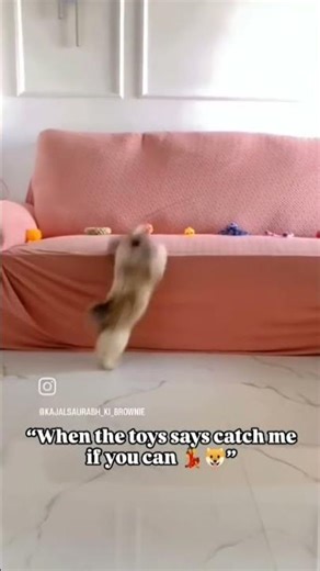 Look how I Grab my Toys #viralvideo #shitzu #jumping #dancevideo #viralshorts #brownie