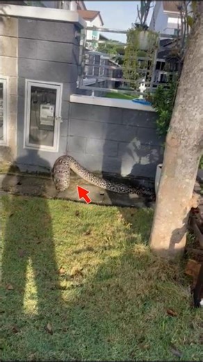 The homeowner was stunned when they saw this thing. #wildlife #animals #ular #snake #buaya #pytho...