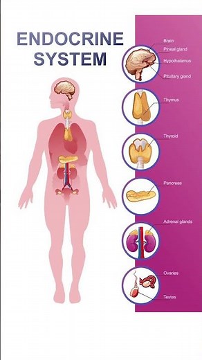 Overview of Endocrine System