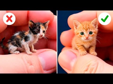 Cats React to TikTok Trends and Lose Their Minds 🐾