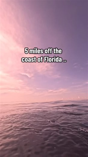SCUBA DAN 🤿 on Instagram: "Splash splash splash splash “omg a bull sharks swam towards me” 😧 well no shii windmilling up and down the coast on your morning swim will do that to ya 😂 stick to breast stroke!!! 🏊 #sharks #bullshark #shark #swimming #deepwater"