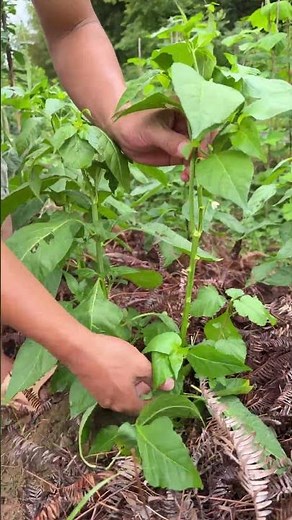 How to Prune Chili Sides? Master This Trick for Double Harvest!