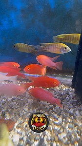 Dragon Blood Peacocks and Yellow Peacocks in stock! Very vibrant colors on these cichlids. | Imperial Exotics