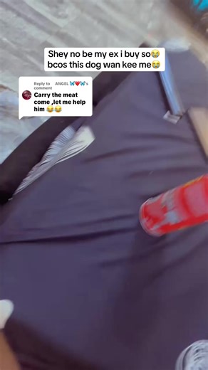 Bringing My Lhasa Apso and Meat Together