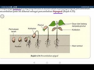 Sains tingkatan 1 | Percambahan biji benih|