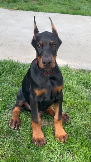 Dark Canine product, 3 months 🤯#dobermanpuppy #kennel #dogs #puups #dobermans #dobermann #puppy #fyp #puppylove #dobermanpup#dobermanpuppy #kennel #dogs #puups #dobermans #dobermann #puppy #fyp #puppylove #dobermanpuppys #dogsoftiktok #doberman #dogtok #dog #doglove #foryou #viral