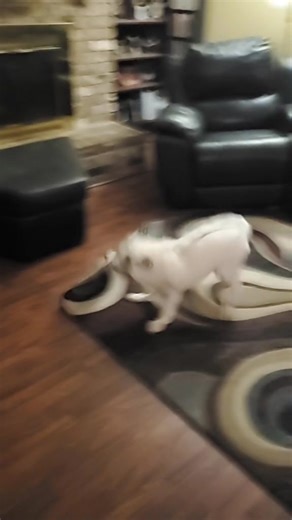 The White Red Fox®️ on TikTok