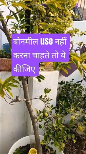 बोनमील use नहीं करना चाहते तो ये कीजिए #shorts #shortsfeed