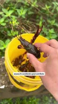 Wild Crayfish Catching in Overflowed Creek