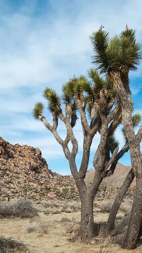 Our two week adventure, overlanding our way through some of Southern California's most iconic areas, gets underway with an EPIC offroad overland loop through Joshua Tree National Park. Mountain passes, old gold mines, narrow canyons and some legit off-roading -- this loop has it all! | Where to Next Overland