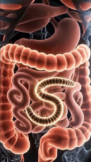 Inside the Digestive System Tapeworm Infection Explained in 3D Realistic Medical ASMR Visualization