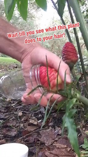 444K views · 1.5K reactions | This is the best natural shampoo, I was bald before I started using it I promise, now look at me. Shampoo Ginger is great for washing your hands too if you don’t have water it’s antibacterial and a bug repellent! #shampooginger #awaphui | James Weston | Facebook