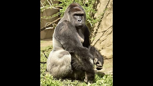 WATCH | Full video of gorilla incident at Cincinnati Zoo