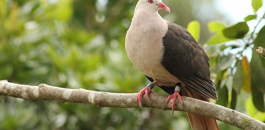 How a genetic rescue mission could save the pink pigeon in Mauritius