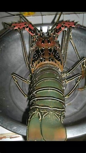 Live lobster / Buhay na ulang The price of "live" lobster in the Philippines varies significantly, but you can expect to pay anywhere from P1,200 to P5,000, depending on the type, size, place and seller. For example, baby lobsters might be around P1,200 per kilo, while larger sizes like jumbo ones can exceed P5,000 per kilo, especially in fine dining restaurants. Freshly caught but unalive / no longer alive (even iced or frozen) lobsters can be expected to be lower in prices, from P200 to P800 p