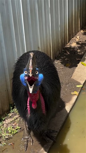 Fur Babies Plus | Ever heard a bird that sounds like a dinosaur? 🦖 Meet the cassowary—part bird, part prehistoric beatbox. Their deep booming calls can... | Instagram