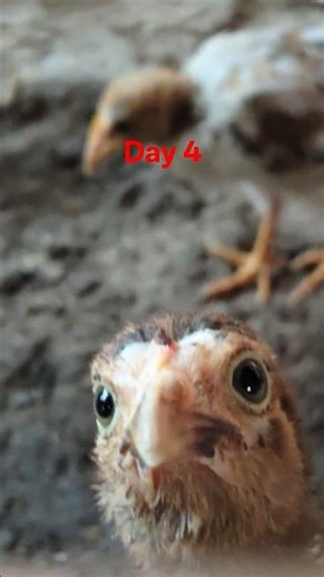 Day 4 of without mother chicken baby's rescue #animals #chicken #neture #day4 #rescue #birds #vlog
