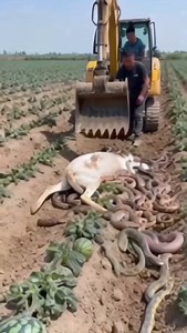 40K views · 630 reactions | Python attacked animal in watermelon field #viralreels #instagood #animals | MGTC Farming | Facebook