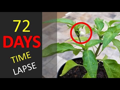 Growing Jalepeno Plant From Seed | 72 Day Time Lapse | Will It Harvest or No?