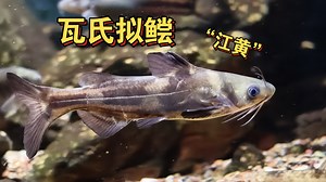 【原生鱼-17】瓦氏拟鲿 Tachysurus vachelli，“瓦氏黄颡鱼、江黄”