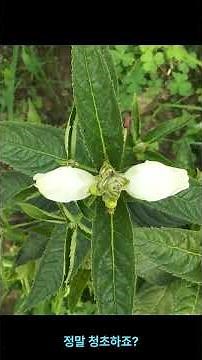 거북머리[Turtlehead-Chelone Obliqua]