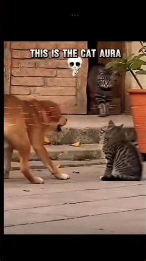 Cats With Troll Faces Are Built Different 😈🔥