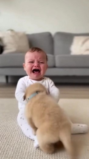 138K views · 1.3K reactions | This Golden Retriever knew exactly what to do when the baby started crying!  #doglover #dogreels #BigDogEnergy #dogtok #viraldog #goldenretriever #facebookreel #ViralDogReel | DoggosDaily | Facebook