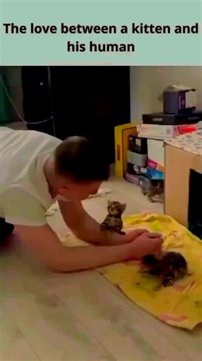 Heartwarming Moments Between Humans and Cats