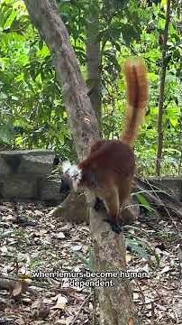 Lemur Conservation in Madagascar