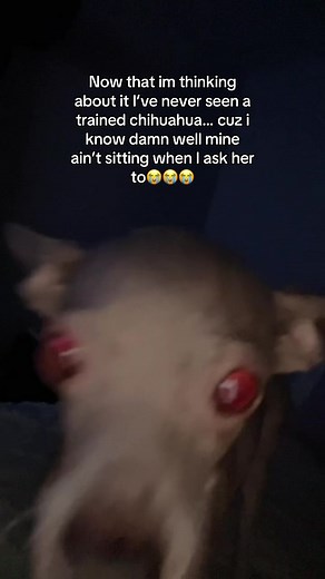 HELP 😭😭😭 #fyp #foryou #chihuahua #viral #tiktok