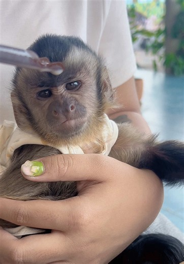 One sniff… and that’s enough for today😂🐒🍧 #gutjangcapuchin #monkey #petstory #capuchinmonkey #capuchin