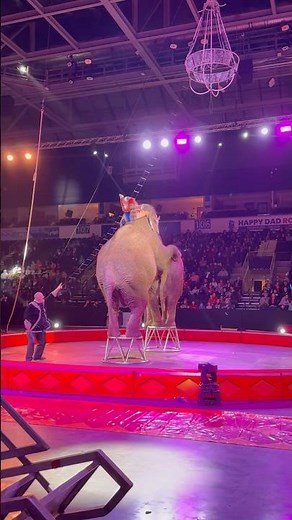Unbelievable Elephant Balance 🐘 Two Girls Ride as They Stack on Stage