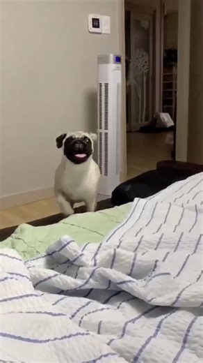 TikTok의 소덕소덕 soduk
