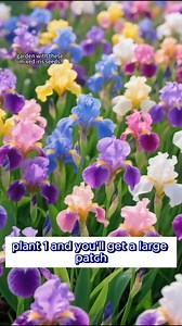 Rare and vibrant iris seeds with high germination rate  【Non-GMO, easy to grow and germinate, beginner-friendly】  【Suitable for planting in gardens, flower beds, fences, and other locations】 Long-lasting bloom, abundant flowers , suitable for cut flowers and garden landscaping | Seedzaa.com | Facebook