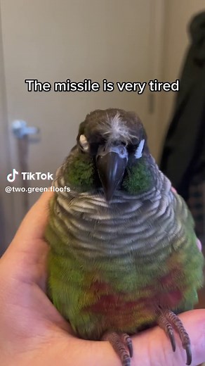 Funny Green Cheek Conure Bird Missile Meme